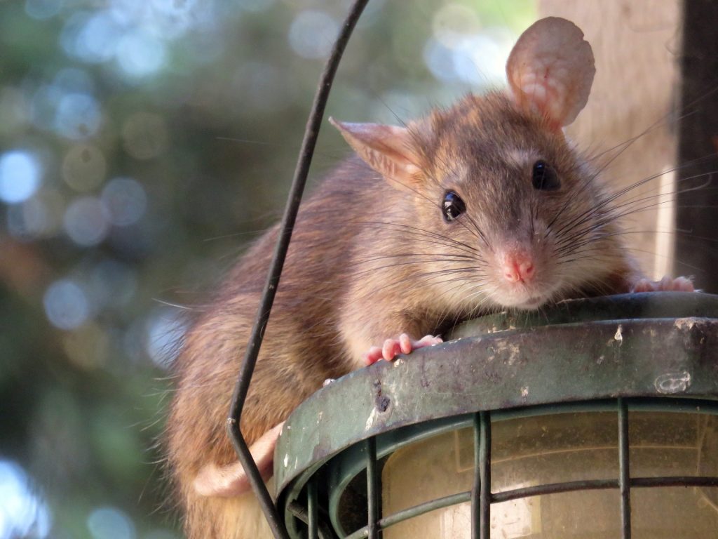 Rat - Exterminations des nuisibles
