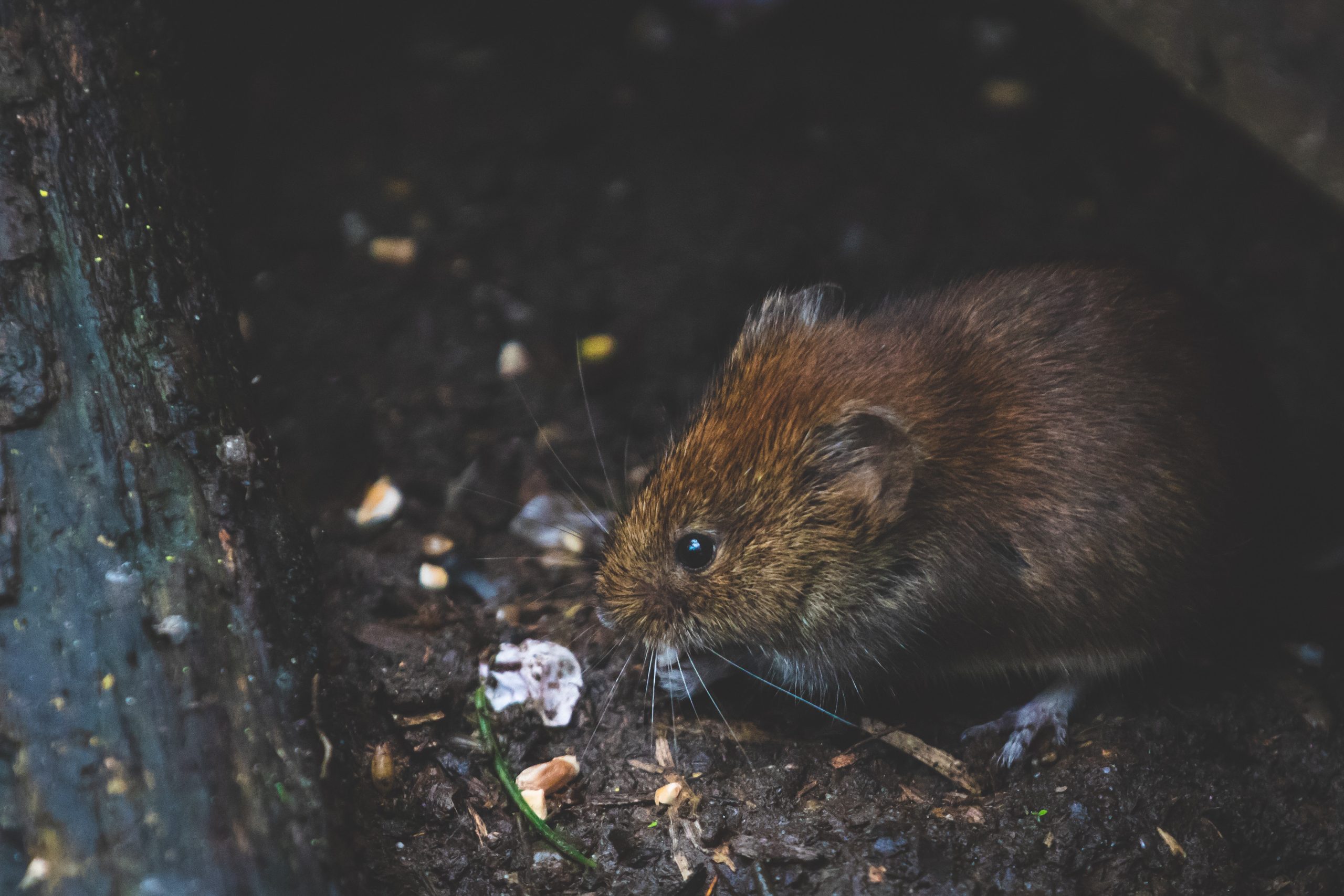 Rat - Exterminations des nuisibles